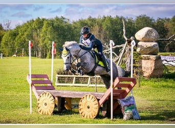 Altre razze, Castrone, 9 Anni, 154 cm, Grigio
