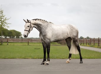 Altre razze, Castrone, 9 Anni, 154 cm, Grigio