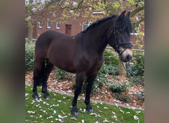Altre razze, Castrone, 9 Anni, 155 cm, Baio
