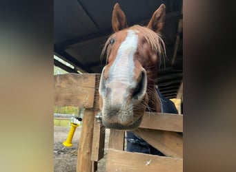 Altre razze, Castrone, 9 Anni, 160 cm, Sauro