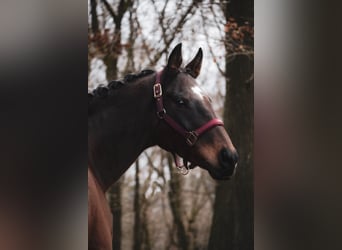 Altre razze, Castrone, 9 Anni, 162 cm, Baio