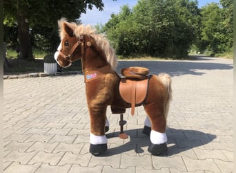 Altre razze, Castrone, 9 Anni, 70 cm, Morello