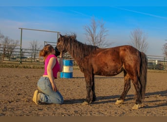 Altre razze, Giumenta, 10 Anni, 102 cm, Baio scuro