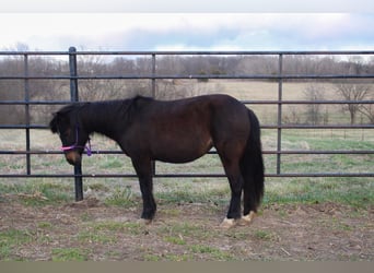 Altre razze, Giumenta, 10 Anni, 102 cm, Baio scuro