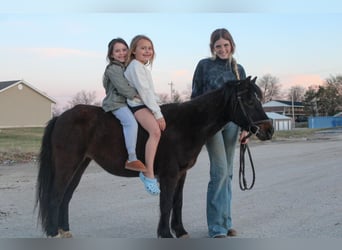 Altre razze, Giumenta, 10 Anni, 102 cm, Baio scuro