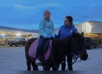 Altre razze, Giumenta, 10 Anni, 102 cm, Baio scuro