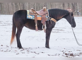 Altre razze, Giumenta, 10 Anni, 142 cm, Baio scuro