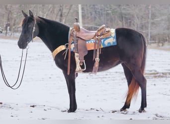 Altre razze, Giumenta, 10 Anni, 142 cm, Baio scuro