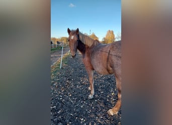 Altre razze, Giumenta, 10 Anni, 145 cm, Grigio rossastro