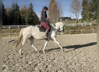 Altre razze, Giumenta, 10 Anni, 150 cm, Cremello