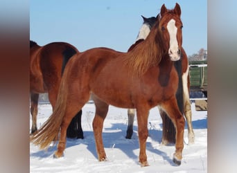 Altre razze, Giumenta, 10 Anni, 150 cm, Sauro