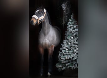 Altre razze, Giumenta, 10 Anni, 155 cm, Baio