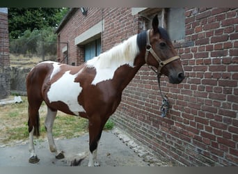 Altre razze, Giumenta, 10 Anni, 155 cm