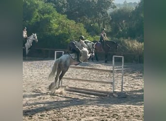 Altre razze, Giumenta, 10 Anni, 157 cm, Grigio