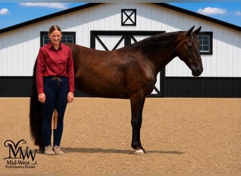 Altre razze, Giumenta, 10 Anni, 157 cm, Morello