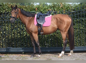 Altre razze, Giumenta, 10 Anni, 160 cm, Baio
