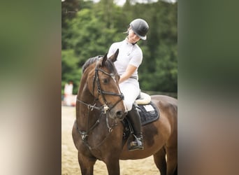 Altre razze, Giumenta, 10 Anni, 160 cm, Baio scuro