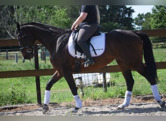 Altre razze, Giumenta, 10 Anni, 160 cm