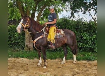 Altre razze, Giumenta, 10 Anni, 160 cm, Sauro scuro