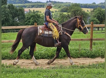 Altre razze, Giumenta, 10 Anni, 160 cm, Sauro scuro