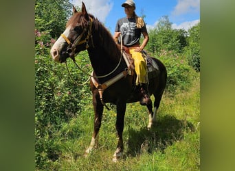 Altre razze, Giumenta, 10 Anni, 160 cm, Sauro scuro