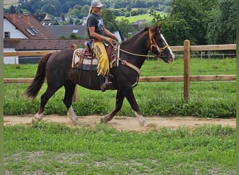 Altre razze, Giumenta, 10 Anni, 160 cm, Sauro scuro