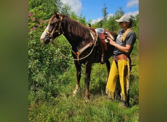 Altre razze, Giumenta, 10 Anni, 160 cm, Sauro scuro