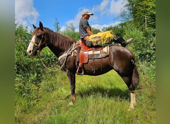 Altre razze, Giumenta, 10 Anni, 160 cm, Sauro scuro