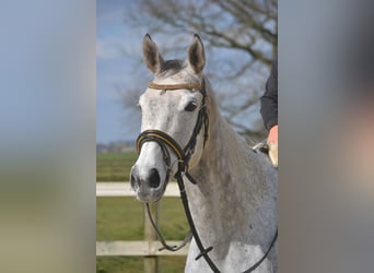 Altre razze, Giumenta, 10 Anni, 162 cm, Grigio