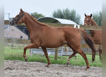 Altre razze, Giumenta, 10 Anni, 163 cm, Sauro
