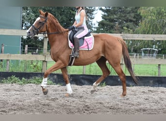 Altre razze, Giumenta, 10 Anni, 163 cm, Sauro