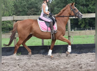 Altre razze, Giumenta, 10 Anni, 163 cm, Sauro