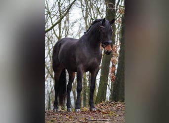 Altre razze, Giumenta, 10 Anni, 165 cm, Baio scuro