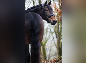 Altre razze, Giumenta, 10 Anni, 165 cm, Baio scuro