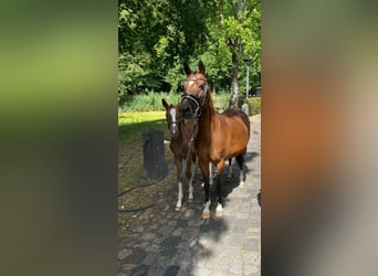 Altre razze, Giumenta, 11 Anni, 140 cm, Baio