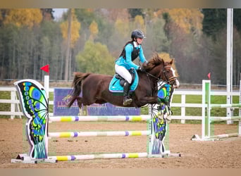 Altre razze, Giumenta, 11 Anni, 140 cm