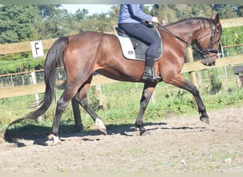 Altre razze, Giumenta, 11 Anni, 161 cm, Baio