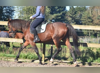 Altre razze, Giumenta, 11 Anni, 161 cm, Baio