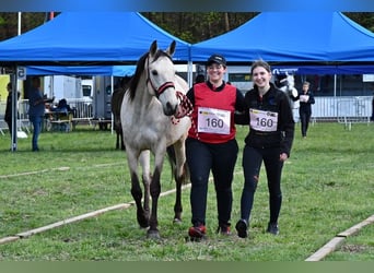 Altre razze, Giumenta, 11 Anni, 163 cm, Pelle di daino