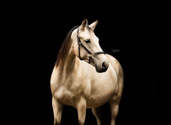 Altre razze, Giumenta, 11 Anni, 163 cm, Pelle di daino