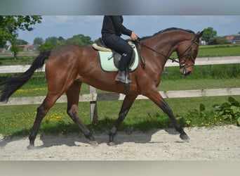 Altre razze, Giumenta, 11 Anni, 164 cm, Baio