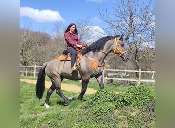 Altre razze, Giumenta, 11 Anni, 164 cm, Grullo