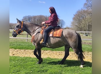 Altre razze, Giumenta, 11 Anni, 164 cm, Grullo