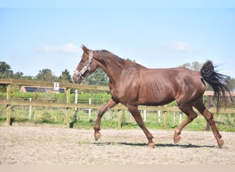 Altre razze, Giumenta, 11 Anni, 164 cm, Sauro scuro