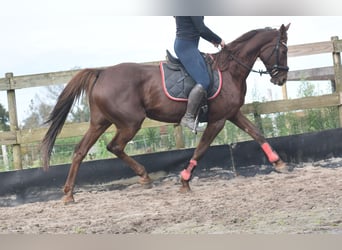 Altre razze, Giumenta, 11 Anni, 164 cm, Sauro scuro