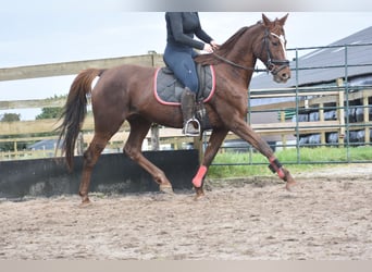 Altre razze, Giumenta, 11 Anni, 164 cm, Sauro scuro