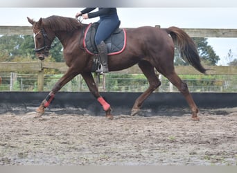 Altre razze, Giumenta, 11 Anni, 164 cm, Sauro scuro