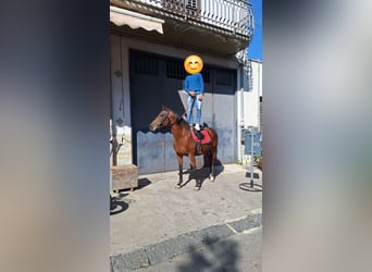 Altre razze, Giumenta, 11 Anni, 165 cm, Baio