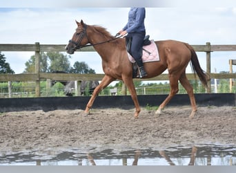 Altre razze, Giumenta, 11 Anni, 168 cm, Sauro