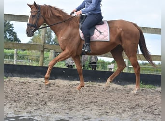 Altre razze, Giumenta, 11 Anni, 168 cm, Sauro